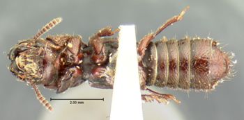 Media type: image;   Entomology 6518 Aspect: habitus ventral view